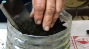 Сад, огород своими руками. Хотите вырастить комнатный перец? Это просто!