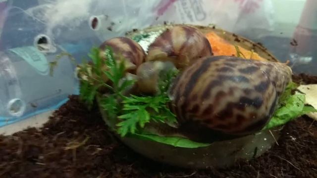 Улитки ахатины смотреть онлайн