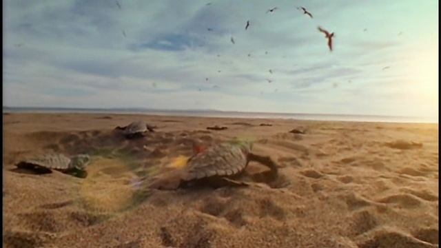 BBC.Journey.Of.Life. 1 turtles