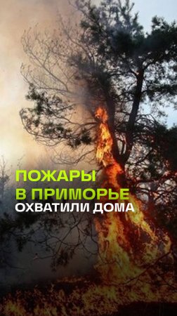 Лесные пожары в Приморье: огонь дошёл до населённых пунктов и трасс