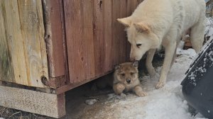 У щенков тот самый день