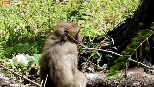 Poor Baby Monkey Compilation - Cute Poor Baby Monkey Playing смотреть онлайн