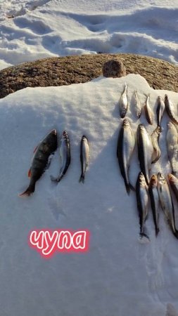 КОРЮШКА И КАРАМЕЛЬКА