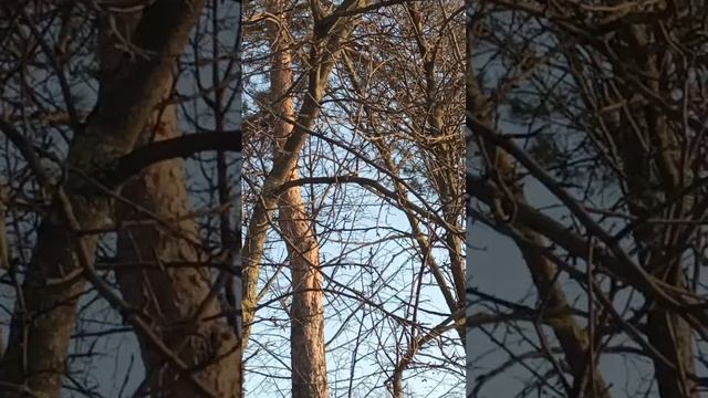 1000489037.mp4 БЕЛОЧКА У КРУГЛОГО  ПРУДА В ИЗМАЙЛОВСКОМ ПАРКЕ