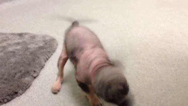 CageFree K-9 Camp - Thumbelina