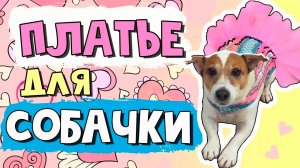 Красивое ПЛАТЬЕ ДЛЯ СОБАКИ. Как сшить платье для собаки всего за один час