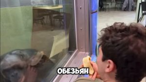 Выучил язык обезьян