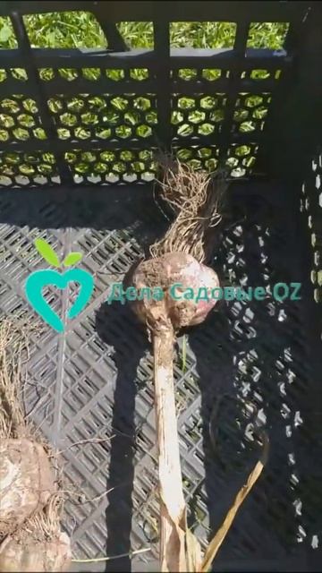 Выкопали чеснок смотреть онлайн