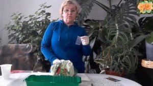 Посев и обработка семян томатов и перцев. Субстрат