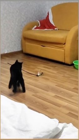 супер кот 🐱