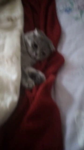 Буся замёрзла, под одеяло залезла смотреть онлайн