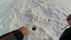 Новый эхолот. Окунь на чёртика. Собака съела рыбу.