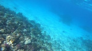 подводный мир красного моря