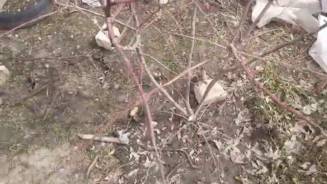 Снимаю укрытия персиков, инжира, миндаль. Самарская область. смотреть онлайн