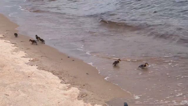 Утята на Финском заливе в Санкт-Петербурге смотреть онлайн