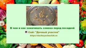 В чем и как замачивать семена перед посадкой