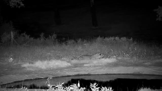 Djuma: Leopard-White-tailed Mongoose passes by Tlalamba - 20:19 - 11/12/2022 смотреть онлайн