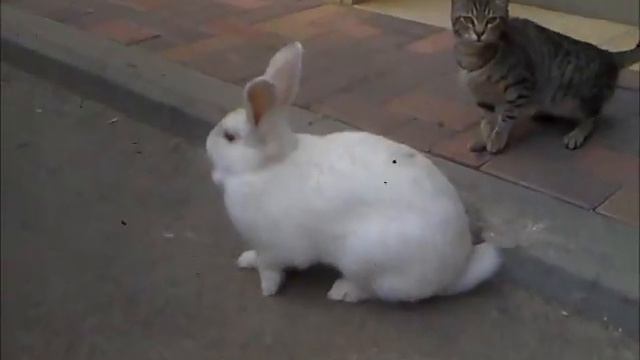 Rabbit and kitty in love смотреть онлайн