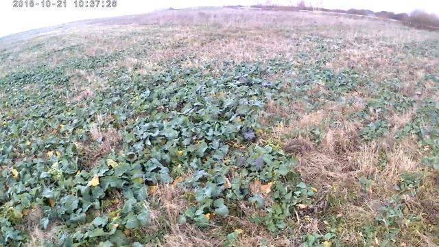 прямой и 0 посев оз рапса 21 10 18