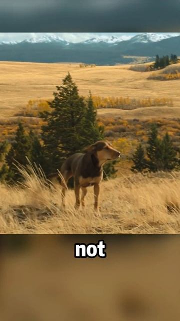 Bulldog returns to its owner after enduring hardships movies movie film moviefacts shorts