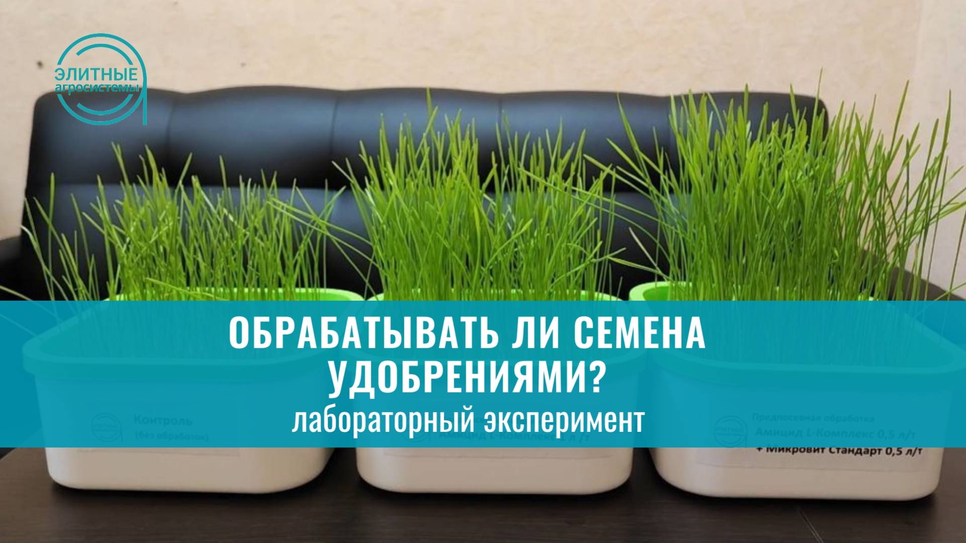 Предпосевная обработка семян пшеницы: демонстрируем наглядный эффект