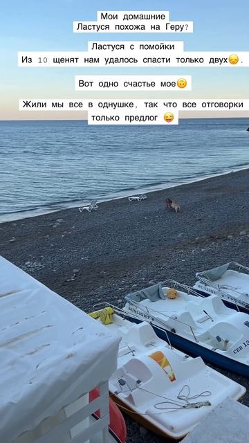 А это мои домашние питомцы. смотреть онлайн