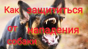 Переезд на ЮГ/Нападения СОБАК на людей/Как решать проблему БЕЗДОМНЫХ собак/ Пристраиваем собаку