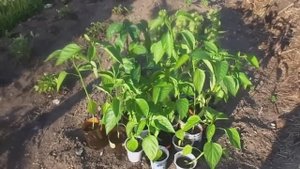 Как правильно высадить рассаду сладкого перца в открытый грунт.