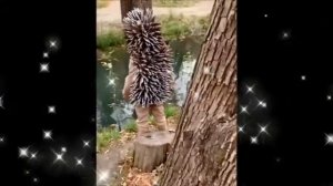 Карнавальный Костюм Ёжик