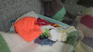 Басик отправляется в лагерь | Что нужно взять для кота БАСИКА в ЛАГЕРЬ?