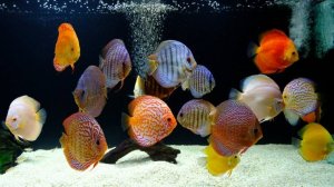 Дискус в 250 л аквариуме. Diskus im 250l Aquarium .Discus Planted Tank.