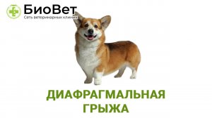 Диафрагмальная грыжа