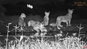 Lion family at Ol Donyo. africamLIVE. 23 May 2023