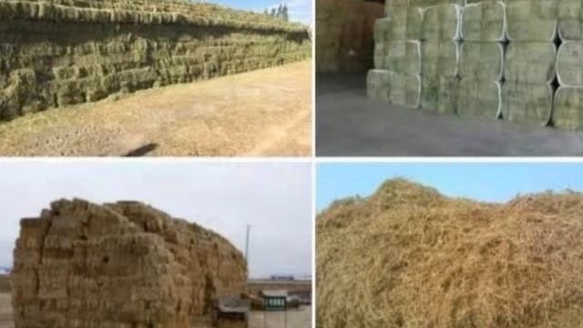 Мал борласаң міндеттітүрде көрМал борласаң міндетті түрде ИвермекМал борласаң міндетті