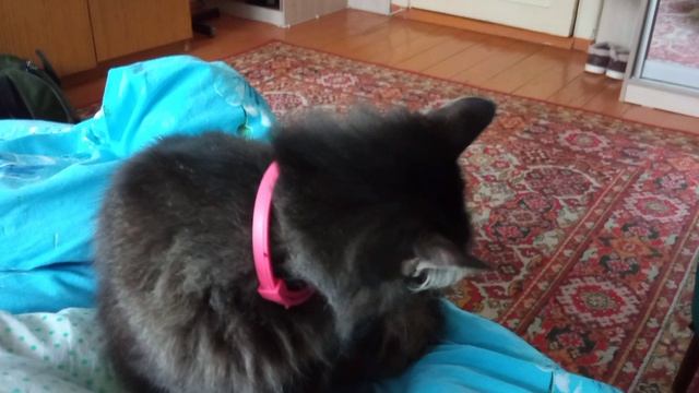 сборник "кошка" 10 серия смотреть онлайн