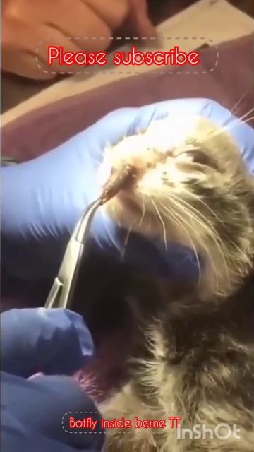 see it 04 botfly removal on cat смотреть онлайн