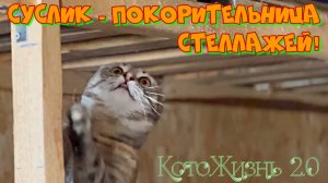 Суслик - покорительница стеллажей!