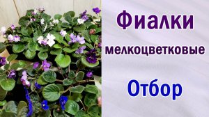 Отбор фиалок (сенполий). Обзор. Брак. Фиалки из семян. Селекция.