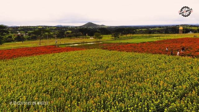 Gundlupete The Flower Farms of Karnataka | Gopalaswamy Betta | 4K Drone Video смотреть онлайн