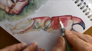 Drawing a crab pincer with Derwent Watercolour pencils