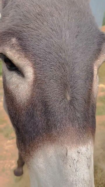 Покусали лошади осликов напали табуном, но он Иа убегал и оглядывался смотрел маленький на них! смотреть онлайн