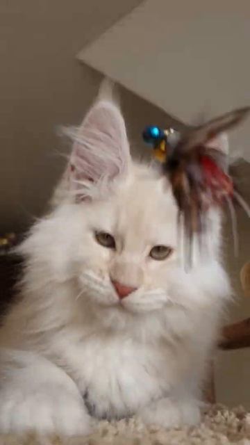 gulliver-coon.ru смотреть онлайн