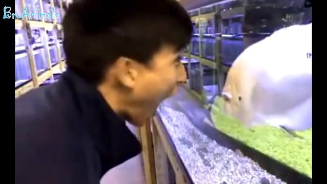 ПРИКОЛЫ С ЖИВОТНЫМИ ПОДБОРКА | FUNNY ANIMALS COMPILATION #551 смотреть онлайн