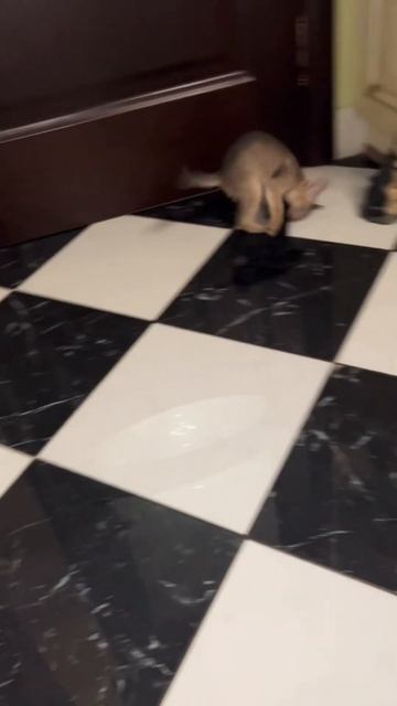 Абиссинская котосемья😻Эй!!! Верни носок😹😸