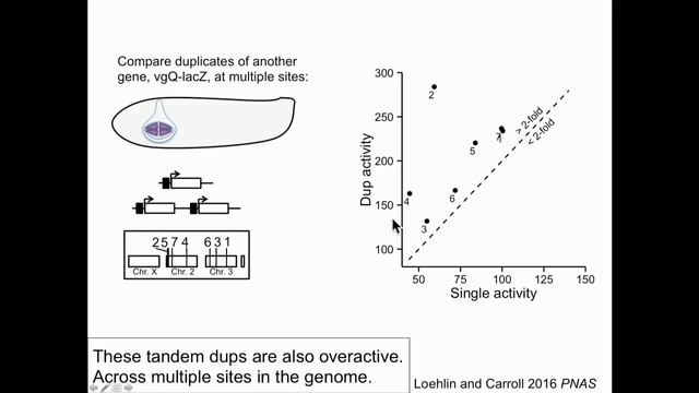 D Loehlin: When One Plus One Does Not Equal Two: Some Tandem Gene Duplicates are Overactive смотреть онлайн