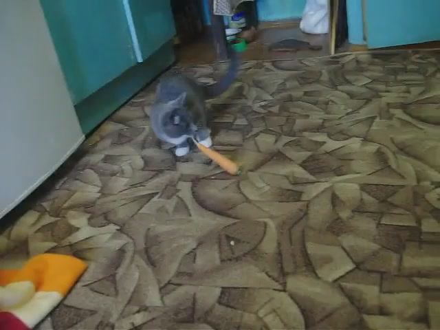 Зачем кошке морковка смотреть онлайн
