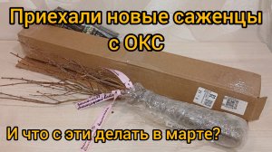 Вскрываю очередную посылку с саженцами. Посылка с сюрпризом
