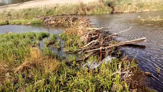 Бобры тут постарались смотреть онлайн