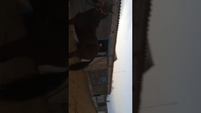 Польская порода конь смотреть онлайн