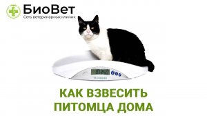 Как взвесить питомца в домашних условиях